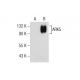 NUAK1/ARK5 Antibody (A-9) - Western Blotting - Image 159401 