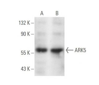 NUAK1/ARK5 Antibody (B-4) - Western Blotting - Image 137059 