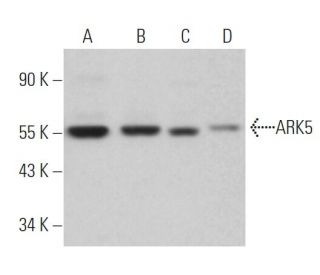 NUAK1/ARK5 Antibody (B-4) - Western Blotting - Image 363543 