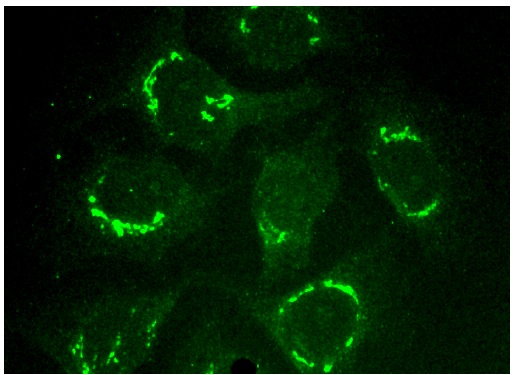 ARL1 Antibody (B-2) | SCBT - Santa Cruz Biotechnology