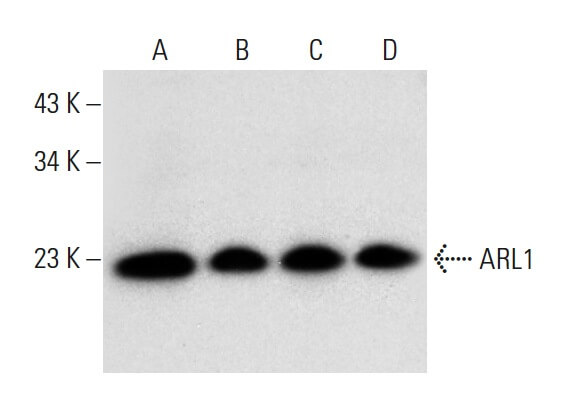 Anti-ARL1 Antibody (B-2) | SCBT - Santa Cruz Biotechnology