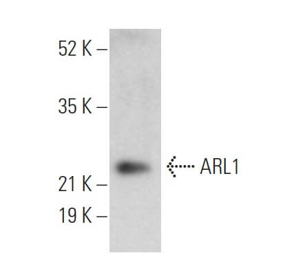 ARL1 Antibody (B-2) | SCBT - Santa Cruz Biotechnology