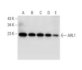 ARL1 Antibody (D-8) - Western Blotting - Image 298553 