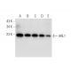 ARL1 Antibody (D-8) - Western Blotting - Image 298553 