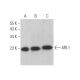 ARL1 Antibody (D-8) - Western Blotting - Image 372032