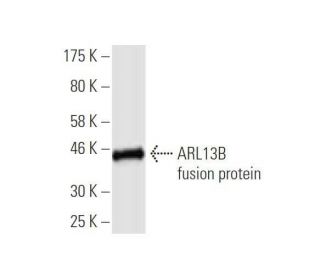 ARL13B Antibody (6F11) - Western Blotting - Image 350352