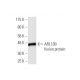 ARL13B Antibody (6F11) - Western Blotting - Image 350352