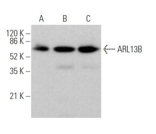 ARL13B Antibody (C-5) - Western Blotting - Image 370140 