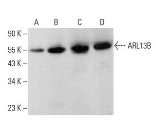 ARL13B Antibody (D-10) - Western Blotting - Image 377426 