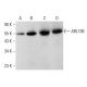 ARL13B Antibody (D-10) - Western Blotting - Image 377426 