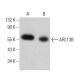ARL13B Antibody (D-10) - Western Blotting - Image 380558