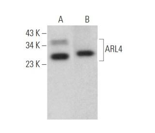 ARL4 Antibody (B-10) - Western Blotting - Image 372459 