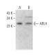 ARL4 Antibody (B-10) - Western Blotting - Image 372409