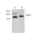 ARL4 Antibody (B-10) - Western Blotting - Image 372459 