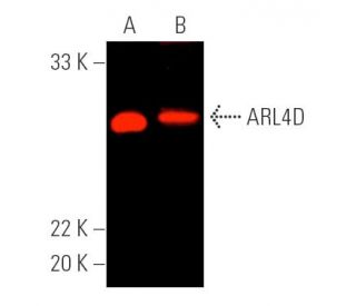 ARL4D Antibody (F-2) - Western Blotting - Image 390261 