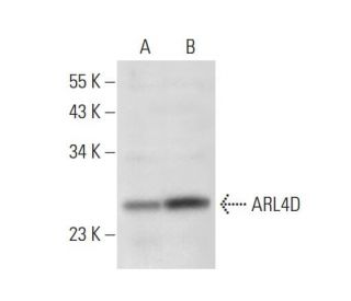 ARL4D Antibody (H-2): sc-271274