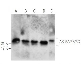 ARL5A/5B/5C Antibody (D-7) - Western Blotting - Image 287753 