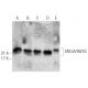 ARL5A/5B/5C Antibody (D-7) - Western Blotting - Image 287753 