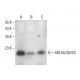 ARL5A/5B/5C Antibody (D-7) - Western Blotting - Image 378540