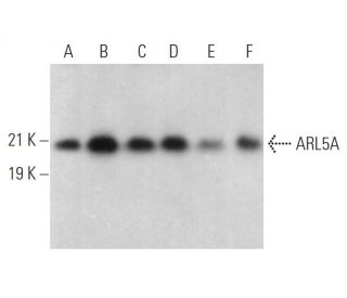 ARL5A Antibody (G-9) - Western Blotting - Image 373256 