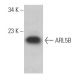 ARL5B Antibody (E-3) - Western Blotting - Image 367152