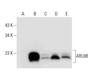 ARL8A/B Antibody (F-5) - Western Blotting - Image 308067 