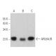 ARL8A/B Antibody (F-5) - Western Blotting - Image 366499