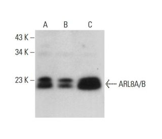 ARL8A/B Antibody (H-8) - Western Blotting - Image 308340 