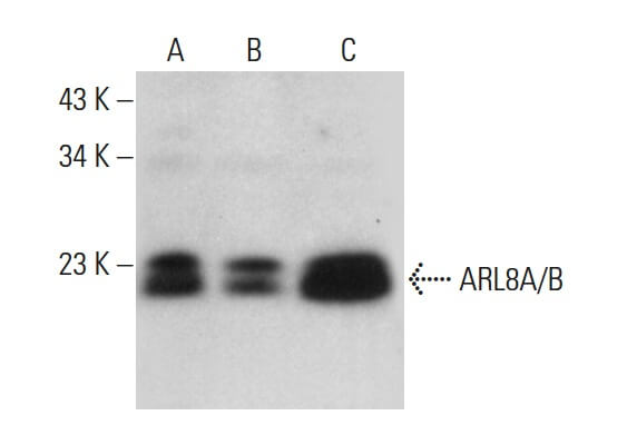 ARL8A B Antibody H 8 SCBT Santa Cruz Biotechnology