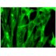 ARL9 Antibody (G-10) - Immunofluorescence - Image 304861 