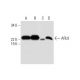ARL9 Antibody (G-10) - Western Blotting - Image 294423