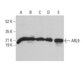 ARL9 Antibody (G-10) - Western Blotting - Image 375603 