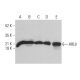 ARL9 Antibody (G-10) - Western Blotting - Image 375603 
