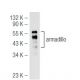 armadillo Antibody (C-9) - Western Blotting - Image 46782