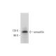 armadillo Antibody (F-6) - Western Blotting - Image 304384 