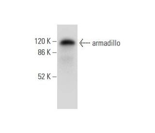 armadillo Antibody (H-7) - Western Blotting - Image 304385 