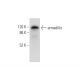 armadillo Antibody (H-7) - Western Blotting - Image 304385 