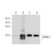 ARMC7 Antibody (G-11) - Western Blotting - Image 345887 