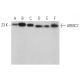 ARMC7 Antibody (G-11) - Western Blotting - Image 371054 