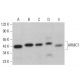 ARMC7 Antibody (G-11) - Western Blotting - Image 377662