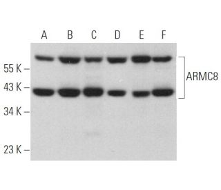 ARMC8 Antibody (E-1) - Western Blotting - Image 367206 