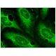 ARMCX1 Antibody (G-5) - Immunofluorescence - Image 156867