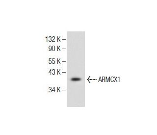 ARMCX1 Antibody (G-5) - Western Blotting - Image 155053 