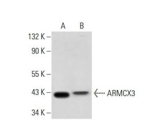 ARMCX3 Antibody (A-8) - Western Blotting - Image 298018 