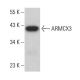 ARMCX3 Antibody (A-8) - Western Blotting - Image 376424