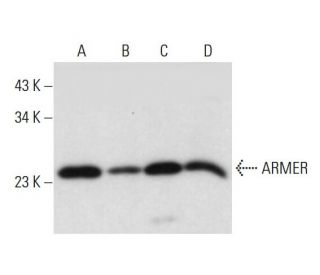 ARMER Antibody (B-5) - Western Blotting - Image 320273 