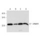 ARMER Antibody (B-5) - Western Blotting - Image 320273 
