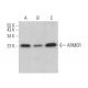 ARMER Antibody (B-5) - Western Blotting - Image 372804 