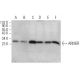 ARMER Antibody (B-5) - Western Blotting - Image 374885