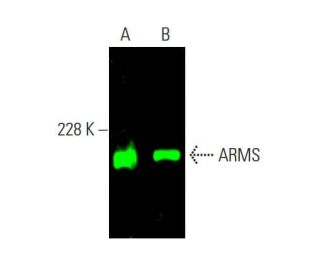 ARMS Antibody (26) - Western Blotting - Image 385523 